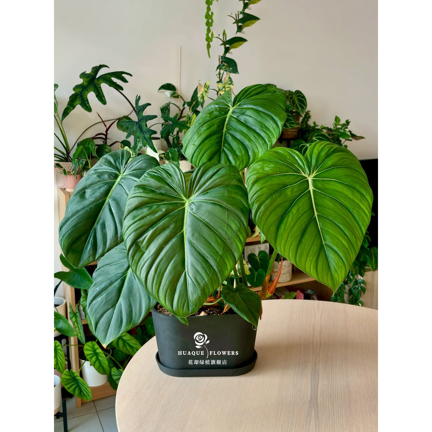 麦克道尔蔓绿绒小白入门耐活植物图片