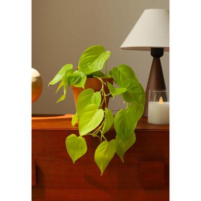 柠檬汁蔓绿绒philodendron scanden热带阳台绿植物盆栽黄金叶耐活