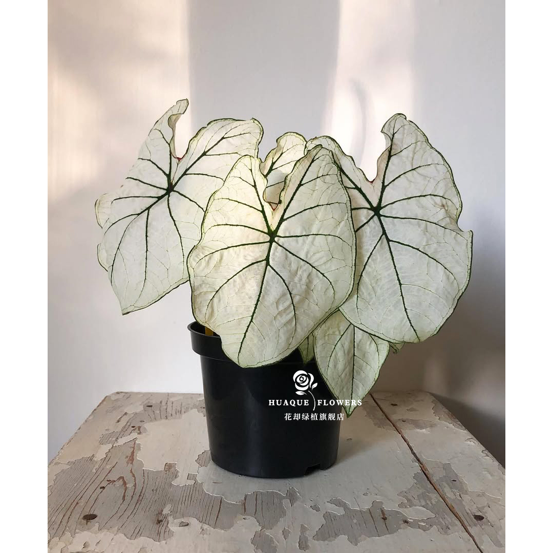白色恋人彩叶芋 Candidum 白月光网红叶室内阳台植物高颜值观叶