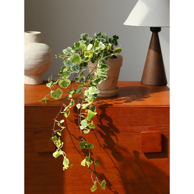 日本雪莹常春藤白化小叶垂吊爬藤