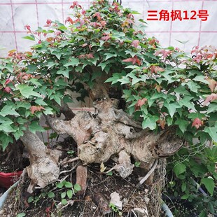 耐寒实物带盆 小叶红芽三角枫熟桩盆景红枫老桩树桩荆楚鸭掌树冬季