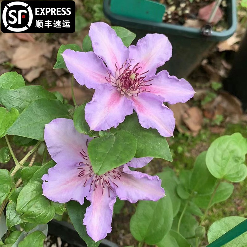 都铎王朝铁线莲大苗爬藤植物紫色大花攀爬庭院耐寒植物爬墙花盆栽