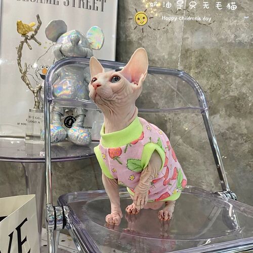 斯芬克斯无毛猫衣服德文阿比宠物猫咪夏季纯棉布背心透气空调房穿