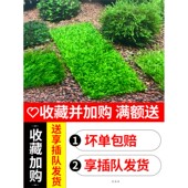 鱼缸莫斯水草植物活体慕斯片散装 莫丝树球沉木大三角垂泪前景造景
