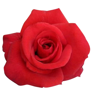 大花红色爬藤月季苗御用马车庭院爬墙四季玫瑰藤本蔷薇浓香绿植物