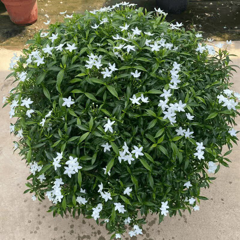 珍珠狗牙花带花苞茉莉丁香花苗室内客厅花卉盆栽庭院四季开花植物