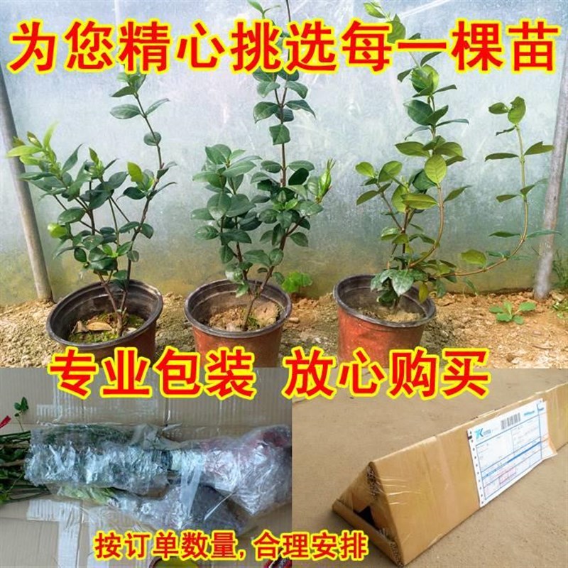 风车茉莉盆栽大苗懒好养藤垂丝爬藤花卉耐寒阳台盆栽植物四季开花