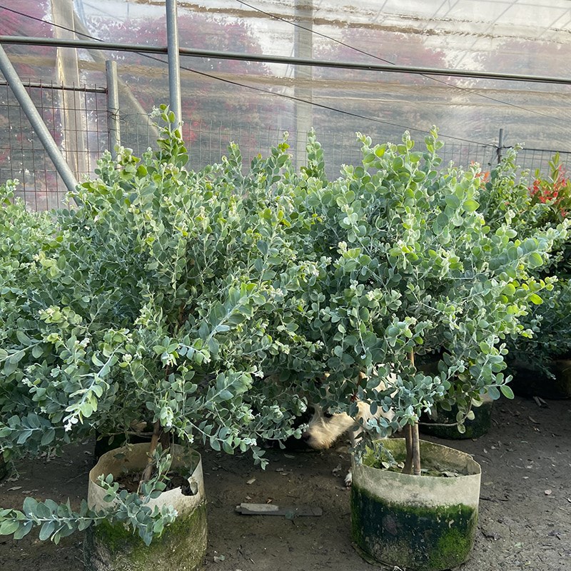 银叶金合欢树苗大绿植客厅庭院盆栽地栽耐寒四季花卉植物老桩盆景