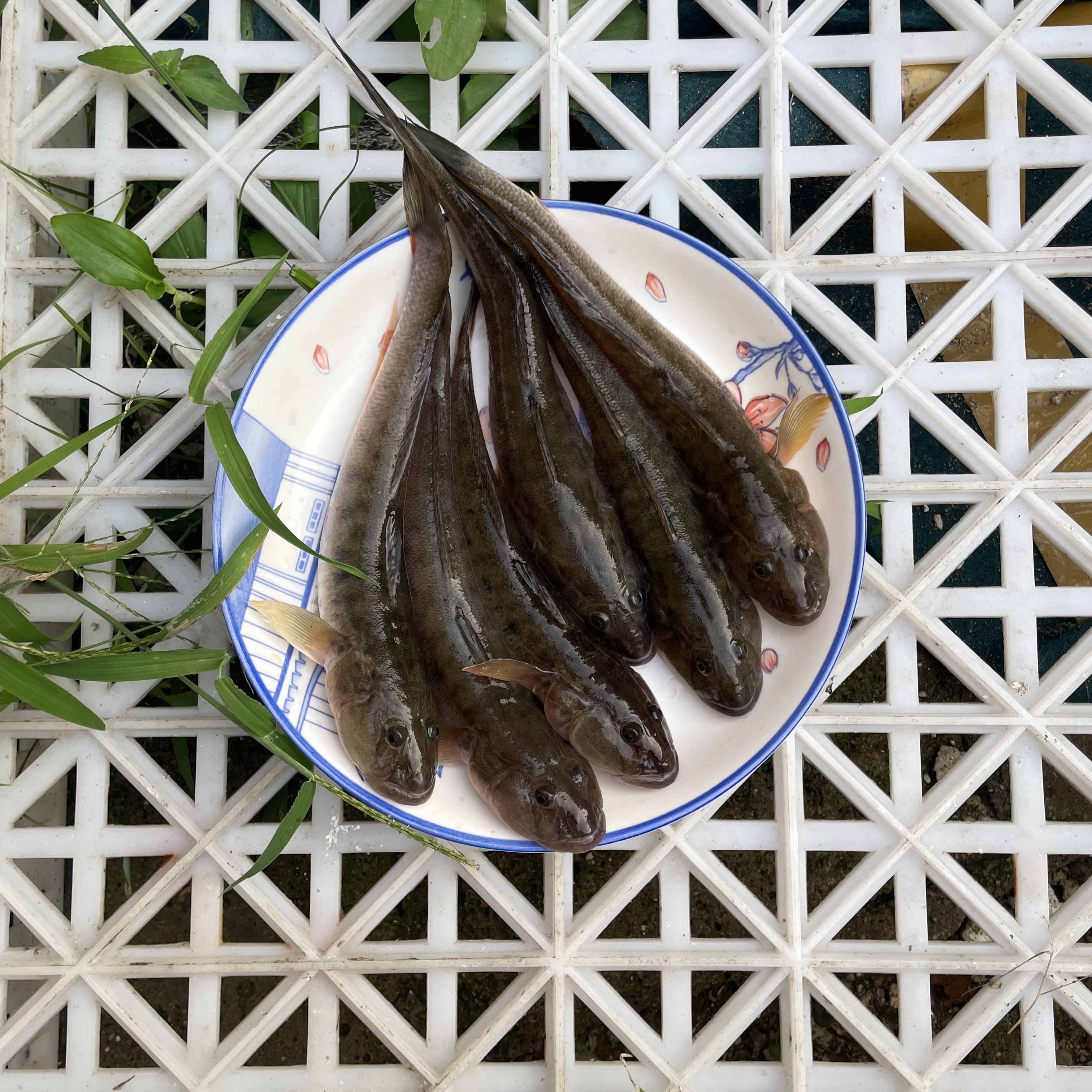新鲜海捕沙光鱼 大规格 鲜活速冻胖头鱼龙尾鱼连云港顺丰发货