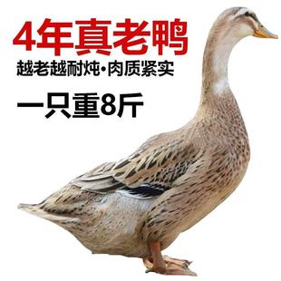 土鸭整只正宗散养现杀鸭子鸭肉水鸭老鸭新鲜宰杀农家麻鸭顺丰包邮