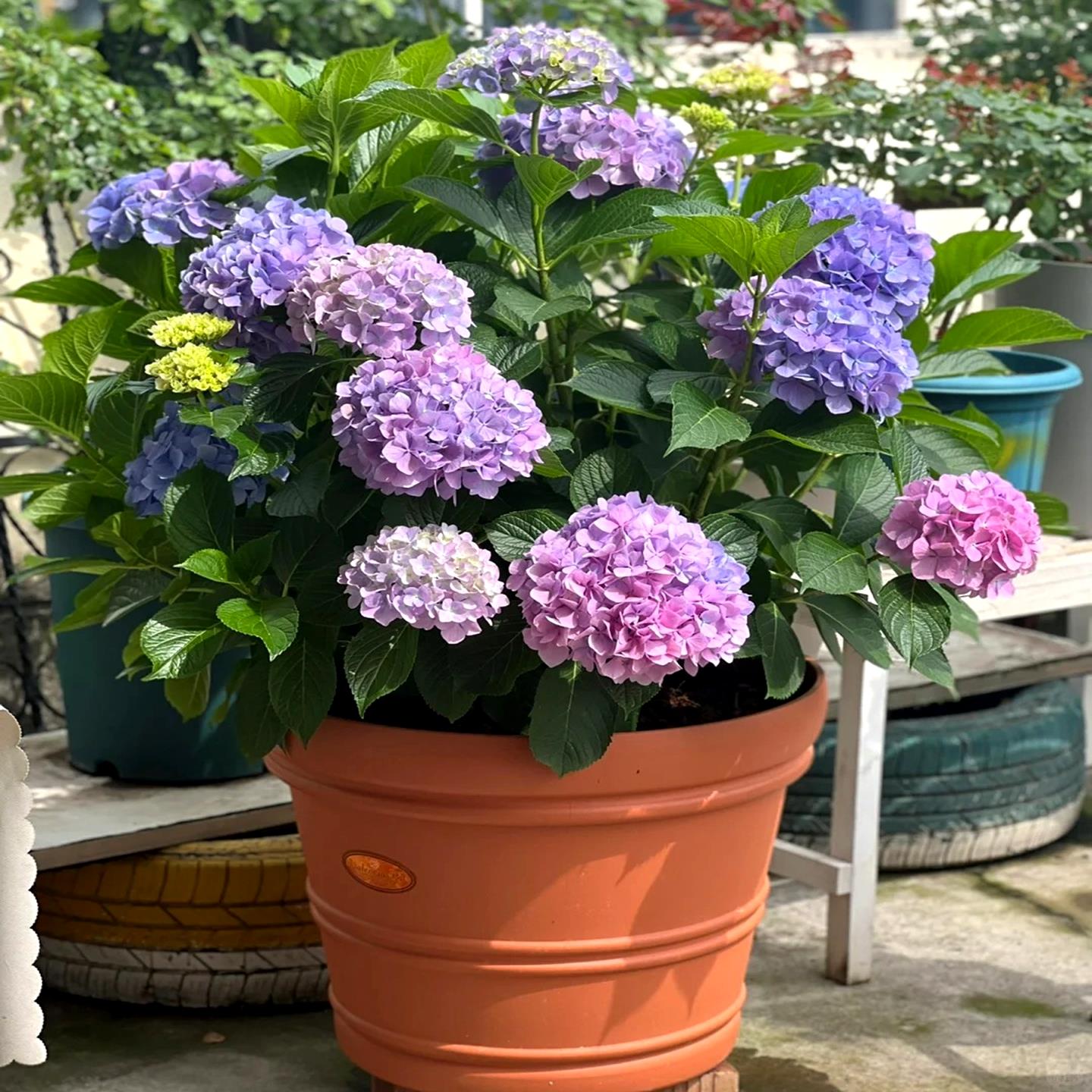 无尽夏绣球老桩花苗盆栽重