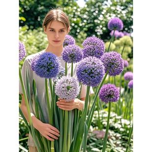 大花葱种球盆栽大使花苗环球霸王荷兰进口球王耐寒花卉植物种子花