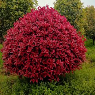 路道别墅红叶石楠球形大小树苗金黄杨女贞冬青四季 火焰红室外庭院