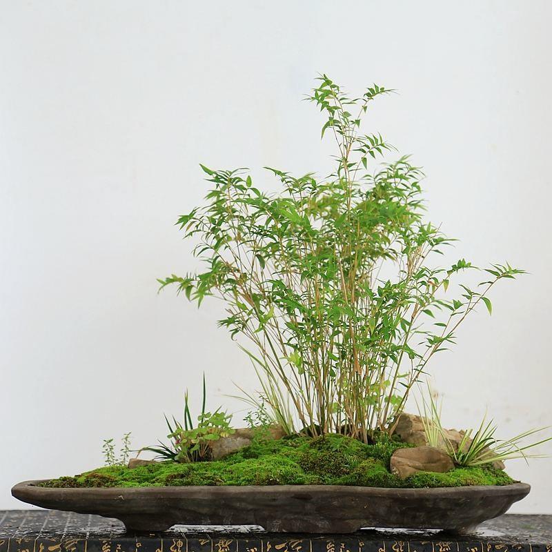 米竹盆景植物室内微观苗子