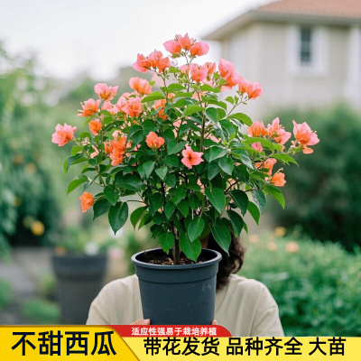 不甜西瓜三角梅大苗卡亚塔