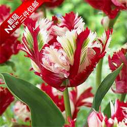 【5颗装带芽】稀有重瓣荷兰郁金香种球鹦鹉新品当年开花卉盆栽