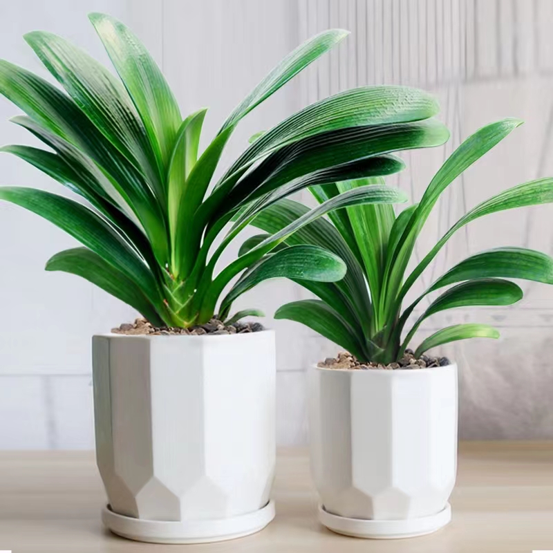福尚來四季君子蘭盆栽帶花苞小苗花卉植物室內(nèi)易活綠植水培好養(yǎng)