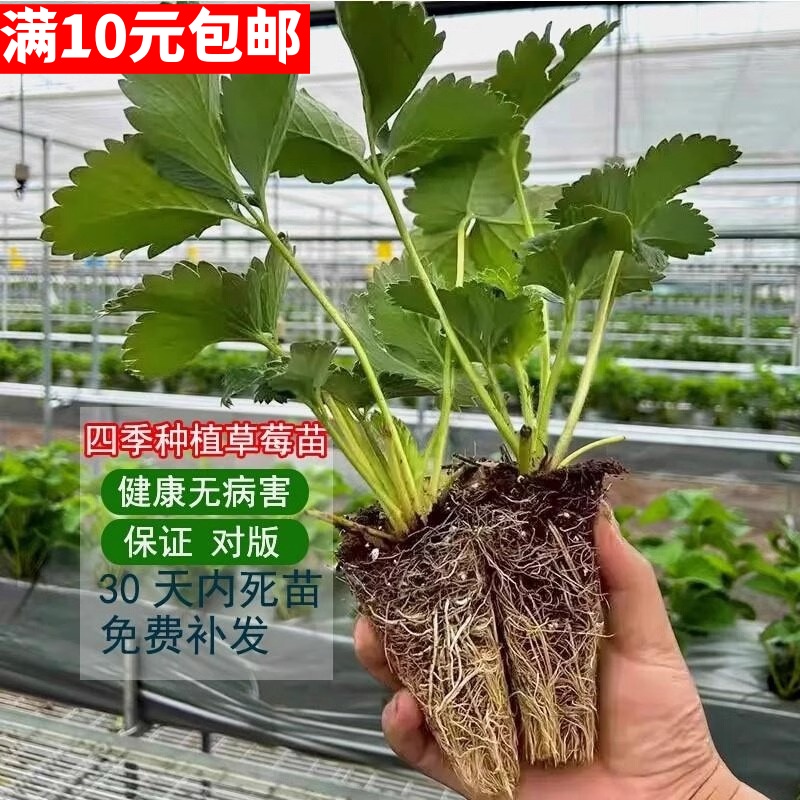 四季奶油草莓苗穴盘粉玉红