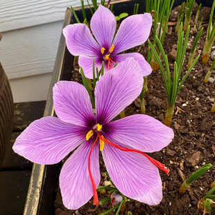 正宗藏红花种球四季家庭阳台盆栽花卉植物多年生庭院耐寒简单易种