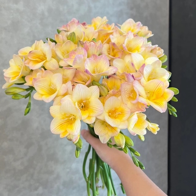 24年新球绿园花开小苍兰香