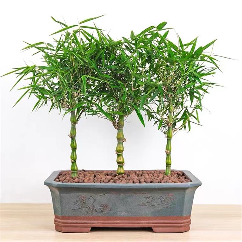 四季常青佛肚竹盆栽罗汉葫芦阳