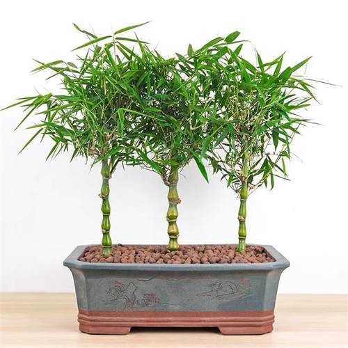佛肚竹盆栽罗汉竹葫芦竹阳台室内绿植观赏竹竹子植物办公室四季