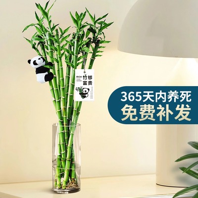 富贵竹水培植物转运养室内