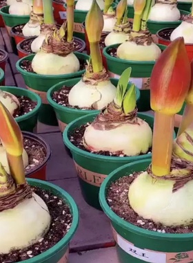 现货 巨无霸系列 大球 荷兰进口朱顶红种球带花苞花剑重瓣易种活