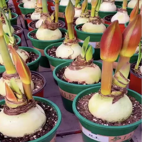 现货巨无霸系列大球荷兰