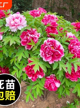 牡丹花苗盆栽重瓣带花苞洛阳牡丹花大树苗菏泽红牡丹花王大花植物