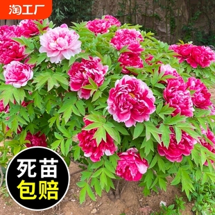 牡丹花苗盆栽重瓣带花苞洛阳牡丹花大树苗菏泽红牡丹花王大花植物