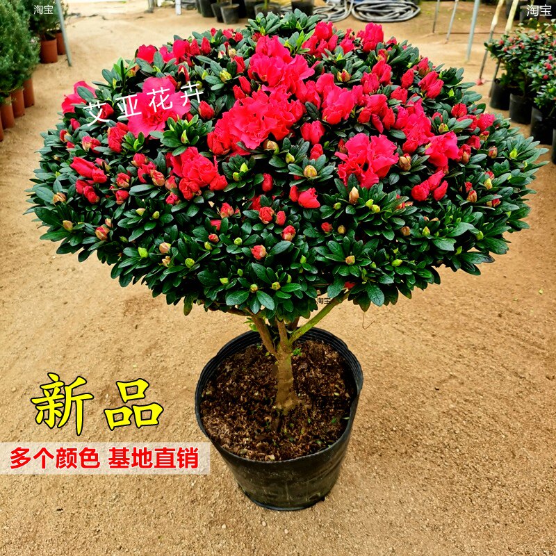 西洋比利时杜鹃花盆栽四季