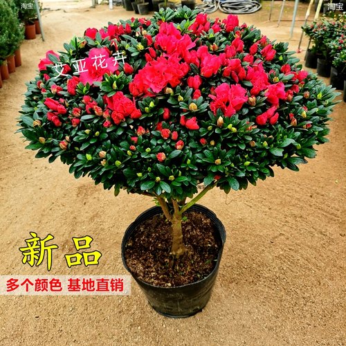 西洋比利时杜鹃花盆栽四季