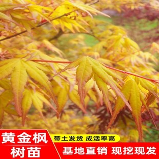 黄金枫树苗正宗橙之梦红枫树苗四季 红日本黄金枫树苗盆栽风景树苗