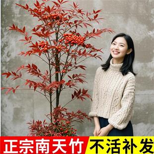 火焰南天竹盆栽客厅水培绿植树苗特级真树盆景小苗庭院耐寒竹子苗