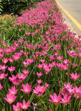 风雨兰-小桃红Zephyranthes rosea易爆盆