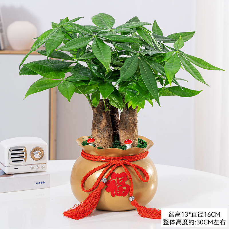 发财树盆栽办公室内桌面好