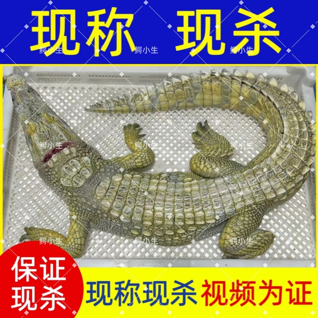 整条鳄鱼8-100斤鳄鱼活体鳄鱼现杀一整条鳄鱼 人工养殖现宰鳄鱼