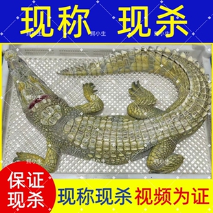 整条鳄鱼8-100斤鳄鱼活体鳄鱼现杀一整条鳄鱼 人工养殖现宰鳄鱼