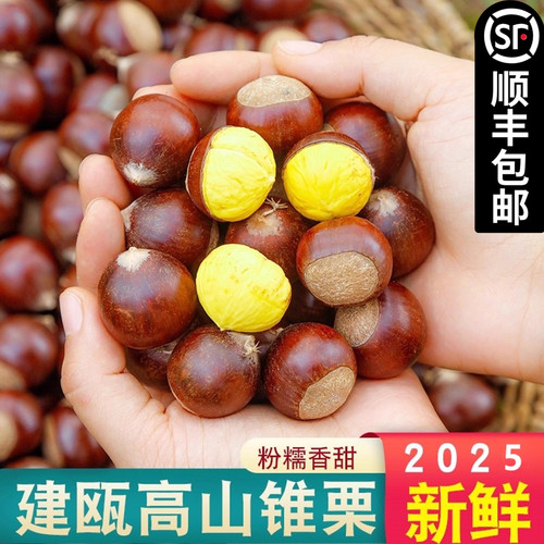2025年建瓯锥栗高山毛栗子