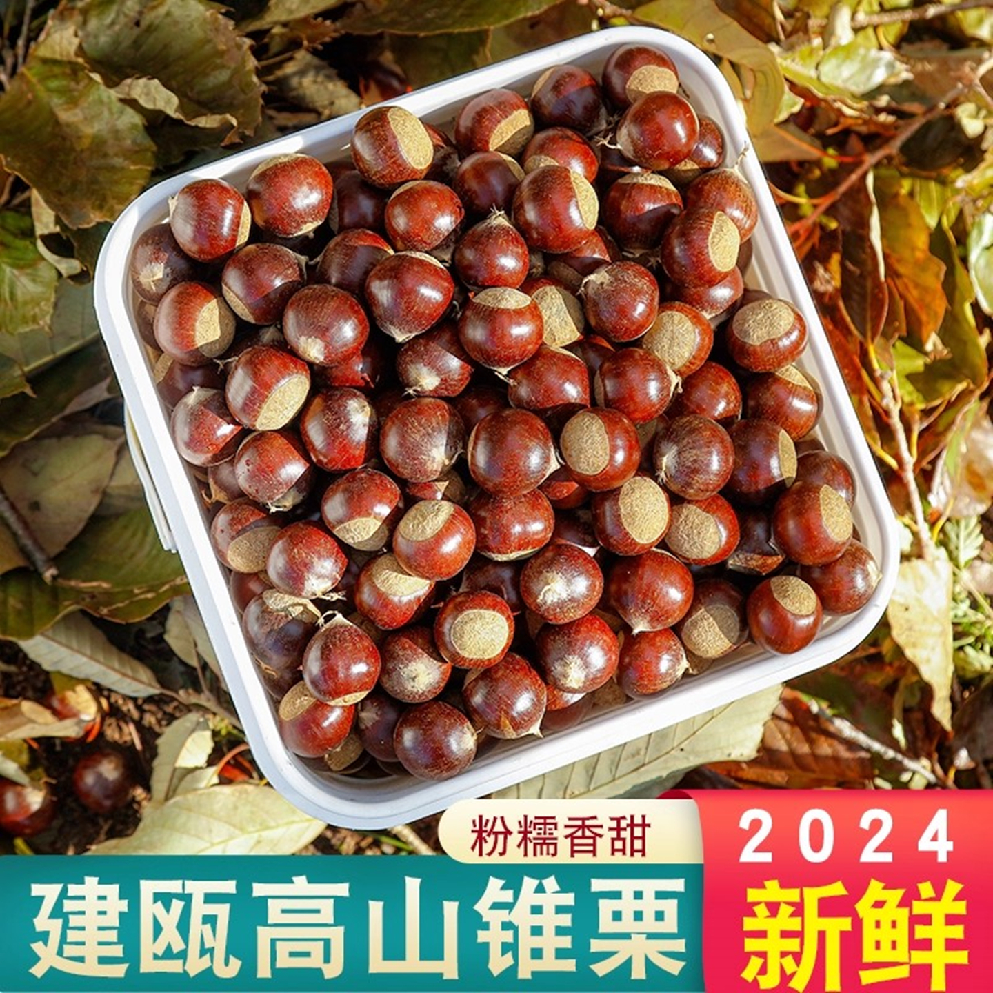 2025年建瓯锥栗圆栗毛栗子尖栗子