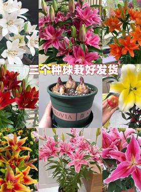 【带芽大球】香水百合种球OT系列浓香耐寒好养四季盆栽庭院植物