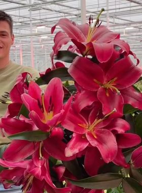 OT百合种球大全 香水庭院百合花种子花大浓香易养护繁殖复花好