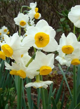 水仙花种球 单瓣重瓣水仙种球水养植物室内水培花卉冬季
