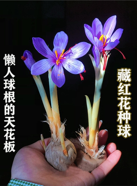 正宗藏红花种球番红花花籽种子苗花花卉药用盆栽球根花卉秋冬耐寒