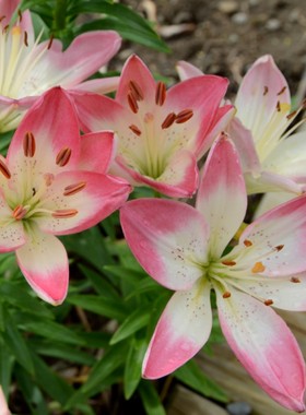 3个进口亚洲百合种球大全无香百合花种子矮生多花品种包开花对版