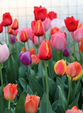 郁金香种球耐寒植物多年生好养阳台庭院花卉水培盆栽