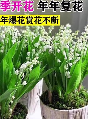 铃兰花苗进口种球耐寒阳台带芽带根盆栽花种子四季开花花卉类绿植