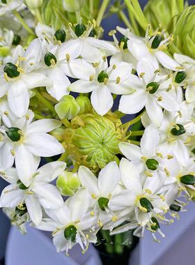 天鹅绒种球伯利恒之星种球虎眼万年青雀梅圣心百合盆栽花卉种子