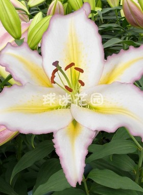 单瓣东方百合种球大全 香水百合花球种子花大浓香